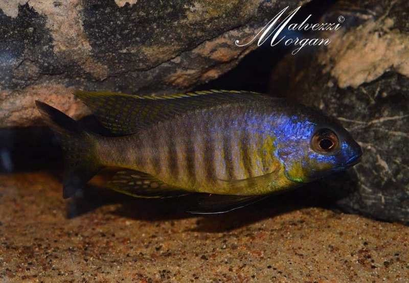 Lethrinops sp. 'auritus lion' Lion's Cove